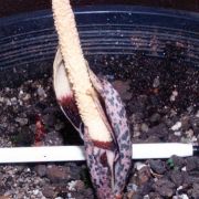 Image of Amorphophallus infundibuliformis  Hett., Dearden & A. Vogel.