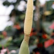 Image of Amorphophallus interruptus  Engl. & Gehrm..