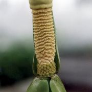 Image of Amorphophallus interruptus  Engl. & Gehrm..