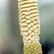 Image of Amorphophallus interruptus  Engl. & Gehrm..