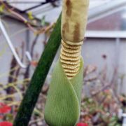 Image of Amorphophallus interruptus  Engl. & Gehrm..