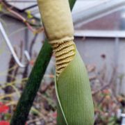 Image of Amorphophallus interruptus  Engl. & Gehrm..