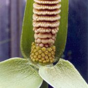 Image of Amorphophallus interruptus  Engl. & Gehrm..