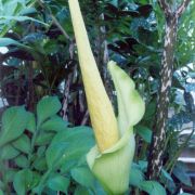 Image of Amorphophallus johnsonii  N.E. Br..