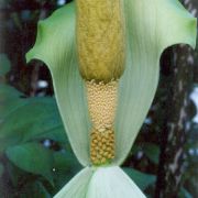 Image of Amorphophallus johnsonii  N.E. Br..