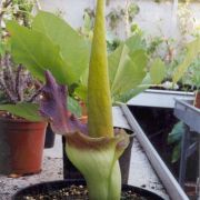 Image of Amorphophallus johnsonii  N.E. Br..