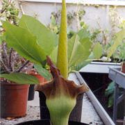 Image of Amorphophallus johnsonii  N.E. Br..