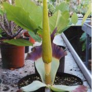 Image of Amorphophallus johnsonii  N.E. Br..