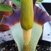 Image of Amorphophallus johnsonii  N.E. Br..