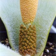 Image of Amorphophallus johnsonii  N.E. Br..