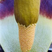 Image of Amorphophallus johnsonii  N.E. Br..