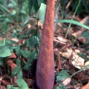 Image of Amorphophallus johnsonii  N.E. Br..