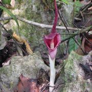 Image of Amorphophallus julaihii  Ipor, Tawan & P.C. Boyce.