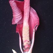 Image of Amorphophallus julaihii  Ipor, Tawan & P.C. Boyce.