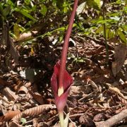 Image of Amorphophallus julaihii  Ipor, Tawan & P.C. Boyce.