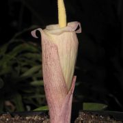 Image of Amorphophallus juliae  P.C. Boyce & Hett..