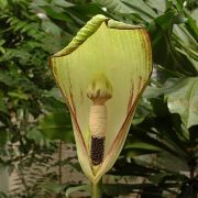 Image of Amorphophallus kachinensis  Engl. & Gehrm..