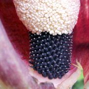 Image of Amorphophallus kachinensis  Engl. & Gehrm..