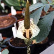 Image of Amorphophallus kiusianus  (Makino) Makino.