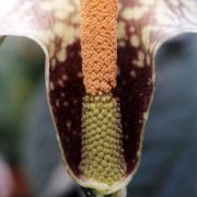 Image of Amorphophallus kiusianus  (Makino) Makino.