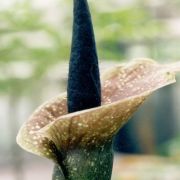 Image of Amorphophallus kiusianus  (Makino) Makino.