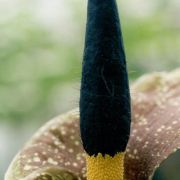 Image of Amorphophallus kiusianus  (Makino) Makino.