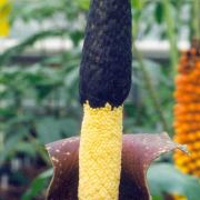 Image of Amorphophallus kiusianus  (Makino) Makino.