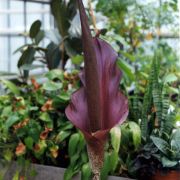 Image of Amorphophallus konjac  K. Koch.