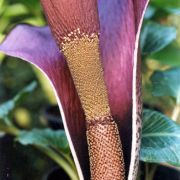 Image of Amorphophallus konjac  K. Koch.