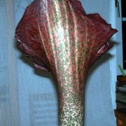 Image of Amorphophallus konjac  K. Koch.