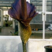 Image of Amorphophallus konjac  K. Koch.