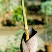 Image of Amorphophallus konkanensis  Hett., Yadav & Patil.