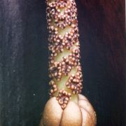 Image of Amorphophallus konkanensis  Hett., Yadav & Patil.