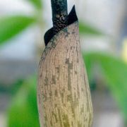 Image of Amorphophallus konkanensis  Hett., Yadav & Patil.