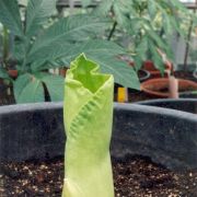 Image of Amorphophallus koratensis  Gagn..