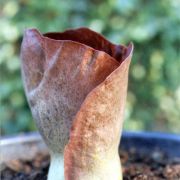 Image of Amorphophallus koratensis  Gagn..