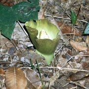 Image of Amorphophallus koratensis  Gagn..