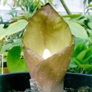 Image of Amorphophallus koratensis  Gagn..