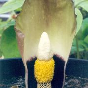 Image of Amorphophallus koratensis  Gagn..