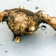 Image of Amorphophallus koratensis  Gagn..