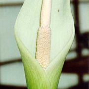 Image of Amorphophallus krausei  Engl..