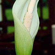 Image of Amorphophallus krausei  Engl..