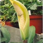 Image of Amorphophallus kuznetsovii  (Serebryanyi) Hett. & C. Claudel.