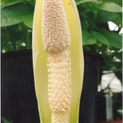 Image of Amorphophallus kuznetsovii  (Serebryanyi) Hett. & C. Claudel.