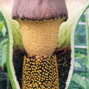 Image of Amorphophallus lambii  Mayo & Widjaja.