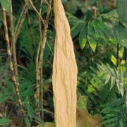 Image of Amorphophallus lambii  Mayo & Widjaja.