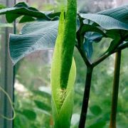 Image of Amorphophallus lanuginosus  Hett..