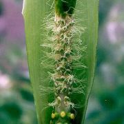 Image of Amorphophallus lanuginosus  Hett..