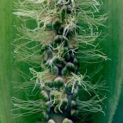 Image of Amorphophallus lanuginosus  Hett..