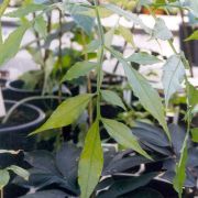 Image of Amorphophallus lanuginosus  Hett..